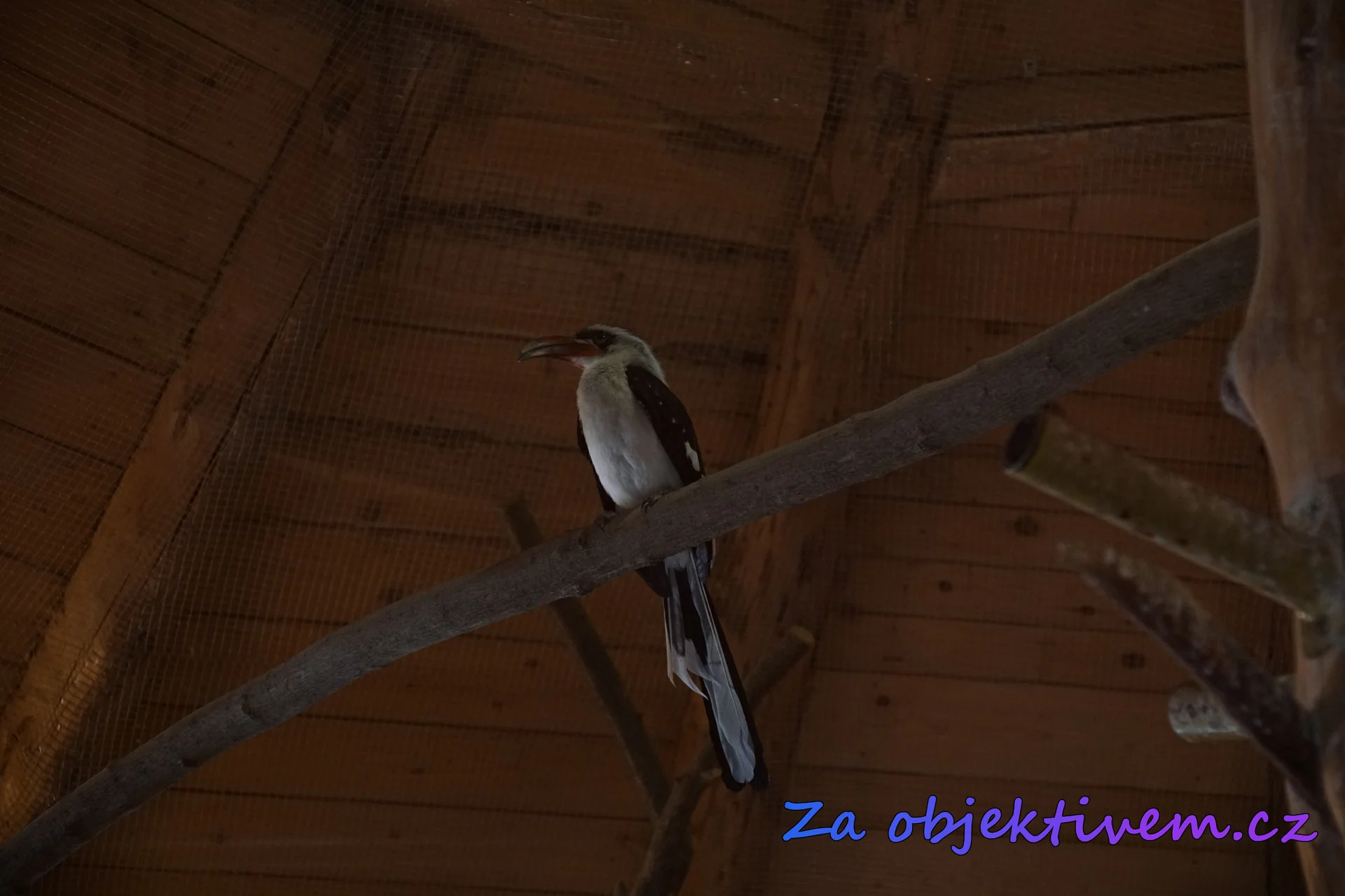 Zoborožec východoafrický